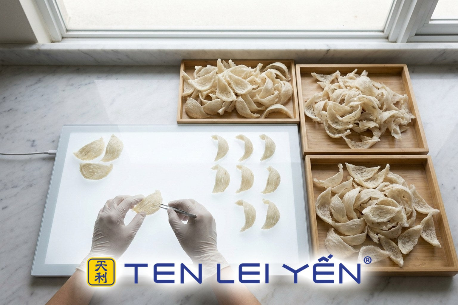 Hands hand-sorting dried edible bird's nest pieces on a light table by shape and quality