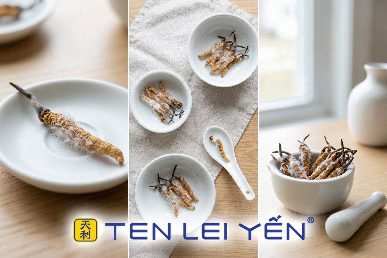 Is the White Fuzz on Cordyceps Mold? Mycelium, Explained