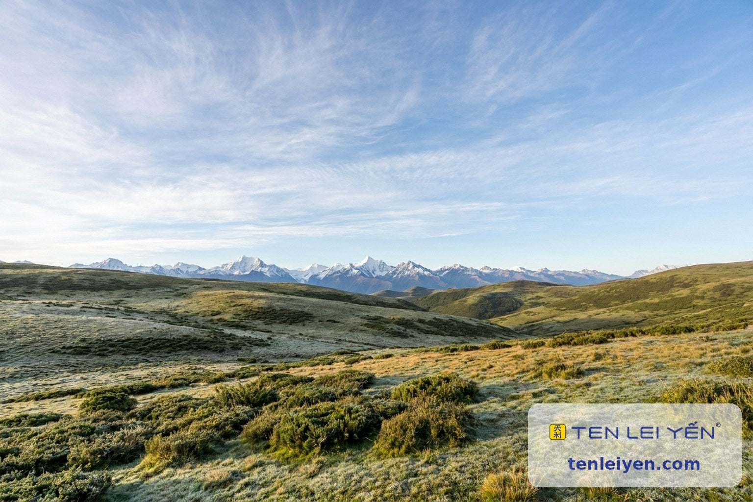 High-altitude Tibetan plateau grassland with snow-capped peaks, the source region for Nagqu wild cordyceps