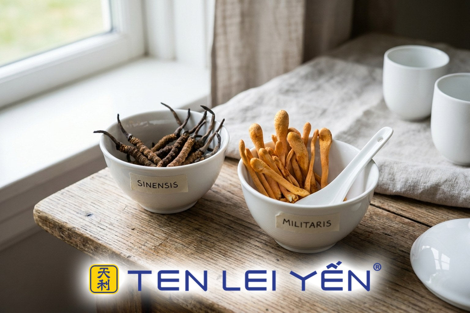 The Difference Between Cordyceps Sinensis and Militaris, Explained