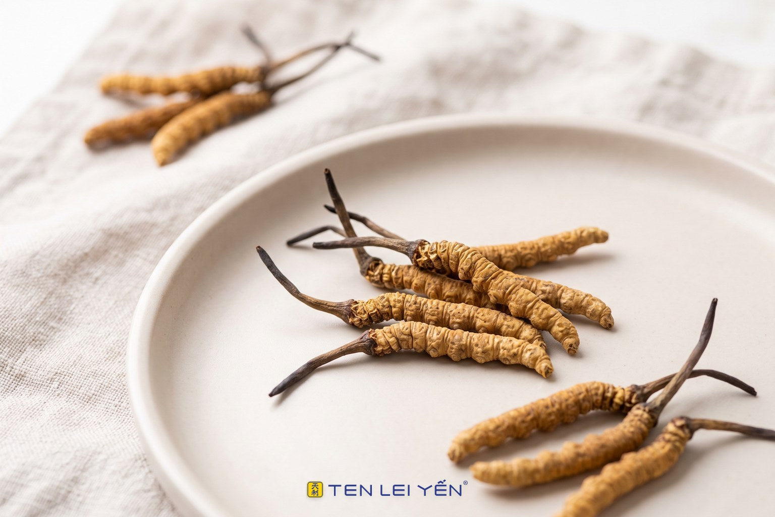 Whole dried wild cordyceps sinensis on a pale ceramic plate, showing caterpillar-shaped bodies with slender stalks