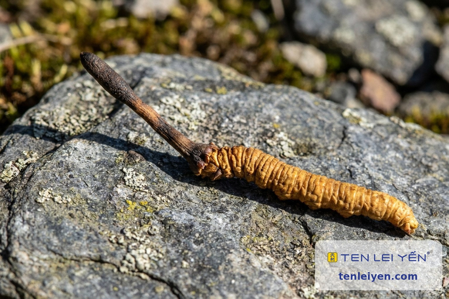 Whole wild Cordyceps sinensis on weathered grey stone showing the caterpillar body and dark stalk