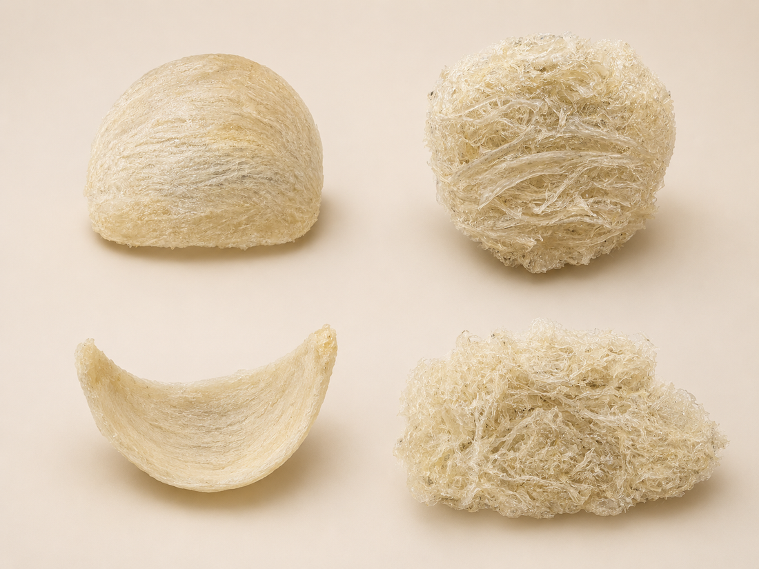 Whole and looser dried edible bird's nest pieces showing different cleaning levels