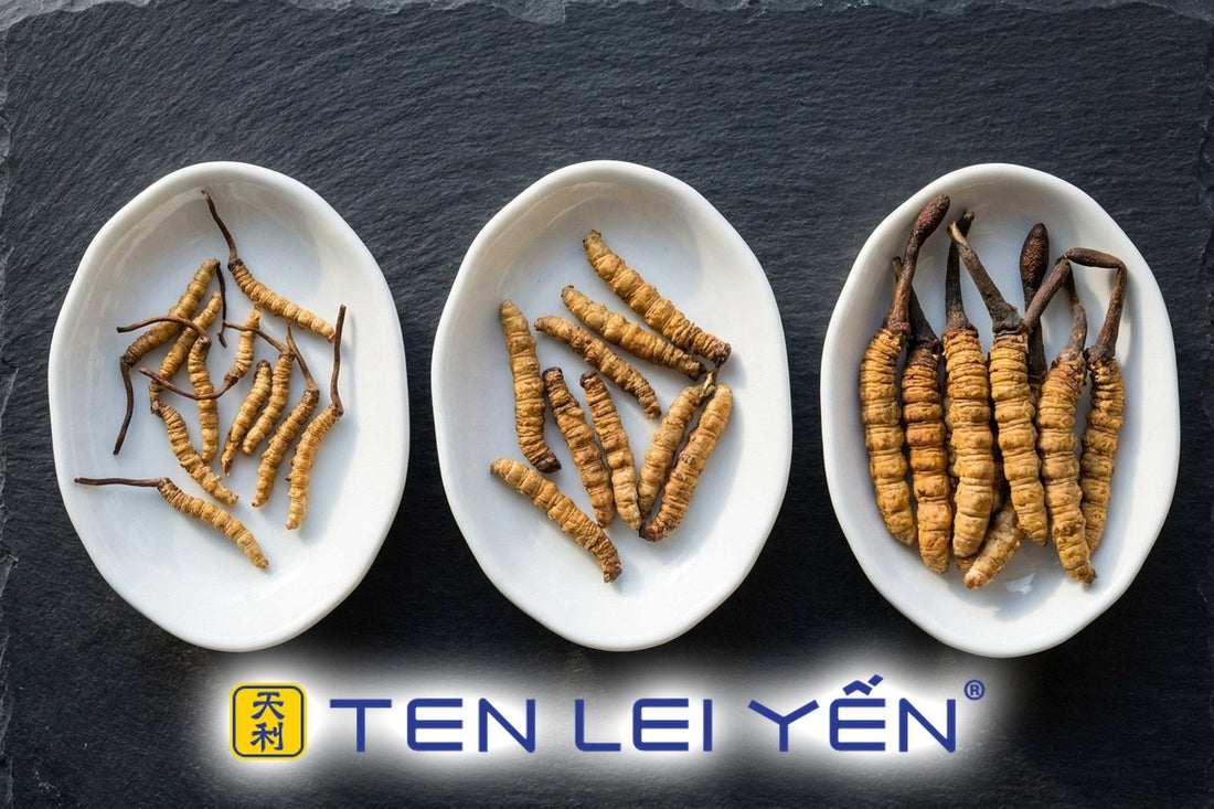 Three porcelain dishes of wild cordyceps sinensis showing Medium, Large, and Extra Large size tiers