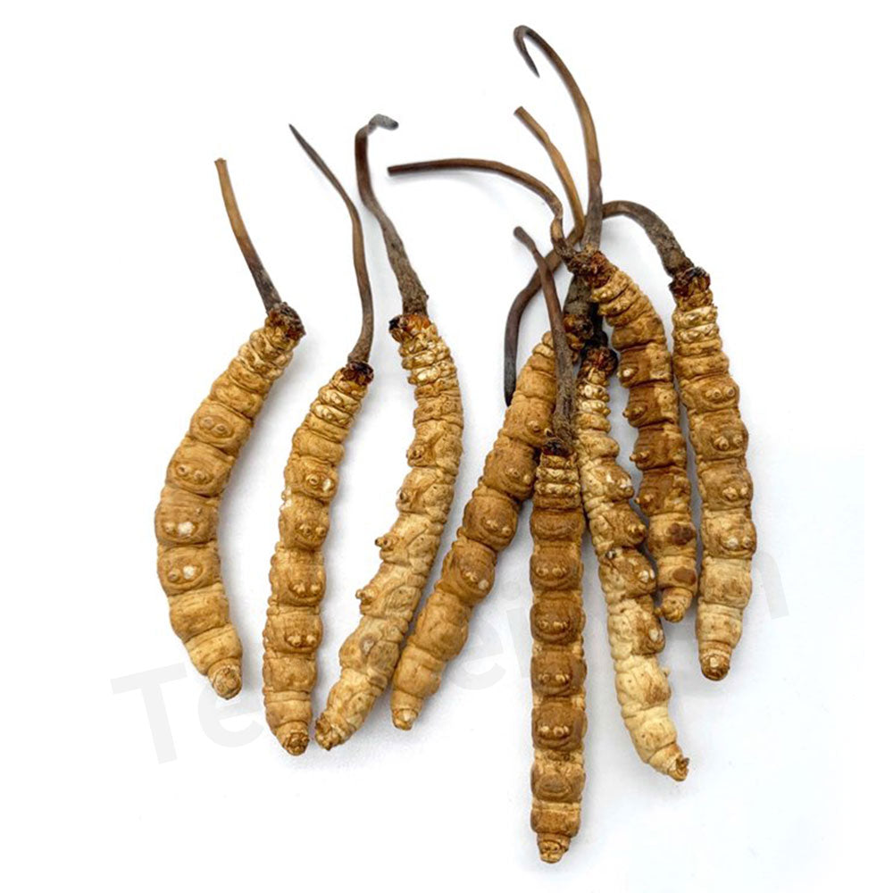 Dried Ten Lei Yen cordyceps pieces ready to simmer into a savory cordyceps rice congee