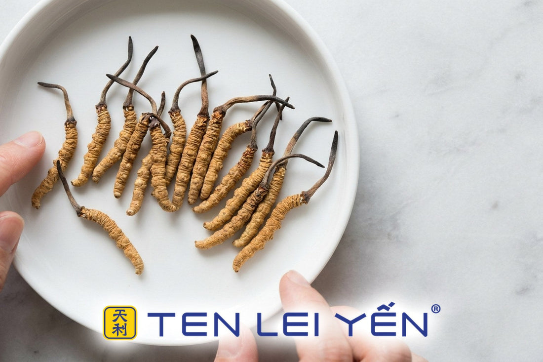 Wild cordyceps sinensis specimens sorted on a white porcelain tray during grading