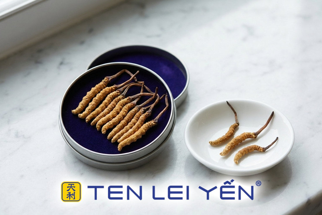 Whole wild cordyceps sinensis pieces in a gift tin next to a porcelain dish for size comparison