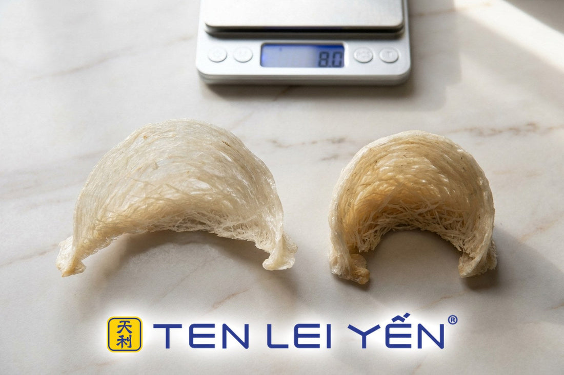 Two dried edible bird's nest cups of the same gram weight shown side by side on a marble counter, one thinner and wider, one thicker and denser