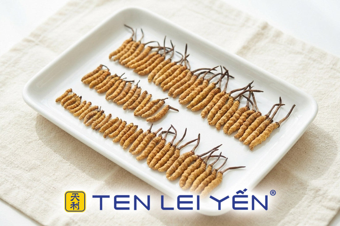 Wild Cordyceps sinensis arranged in graded rows by size from small to large on a white porcelain tray