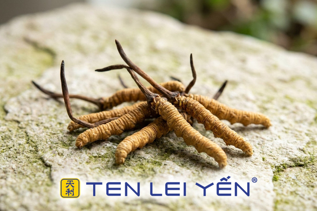 Whole wild Cordyceps sinensis specimens with caterpillar body and slender stalk on stone