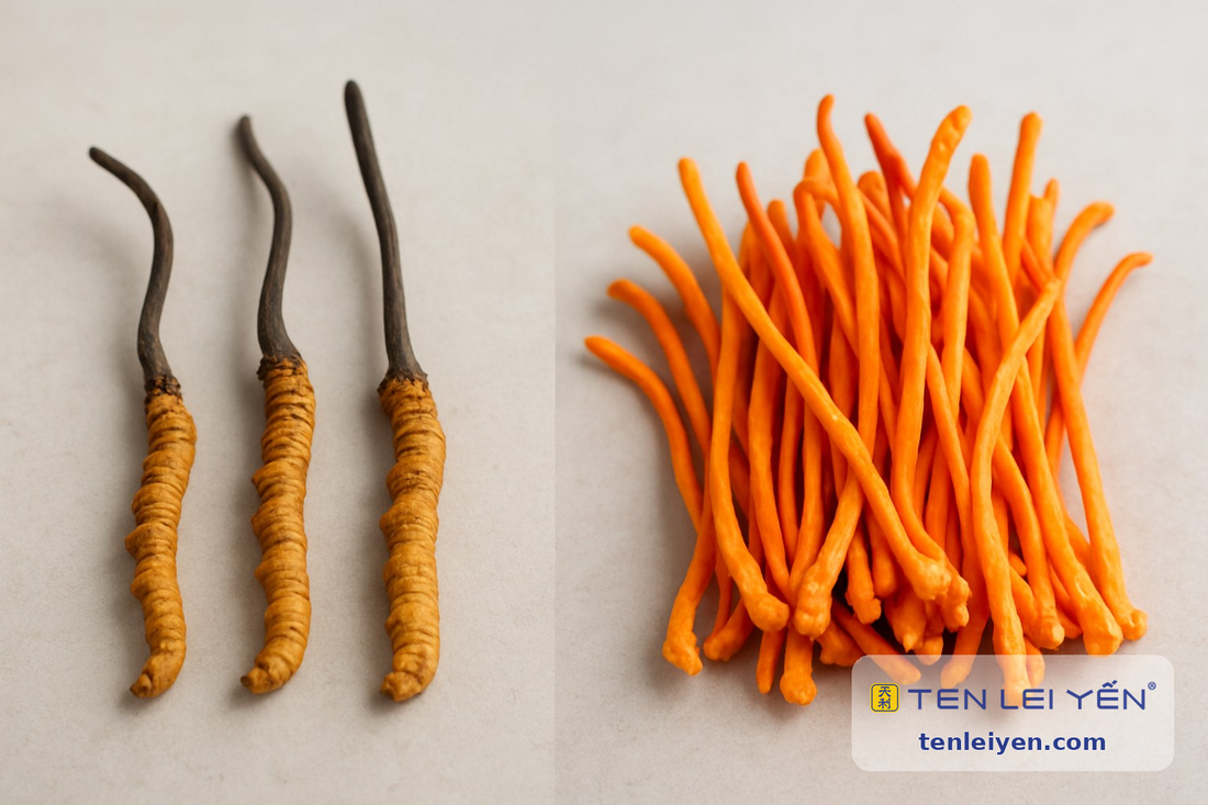 Side-by-side comparison showing wild Cordyceps sinensis caterpillar-and-stalk form on the left and bright orange Cordyceps militaris finger stalks on the right