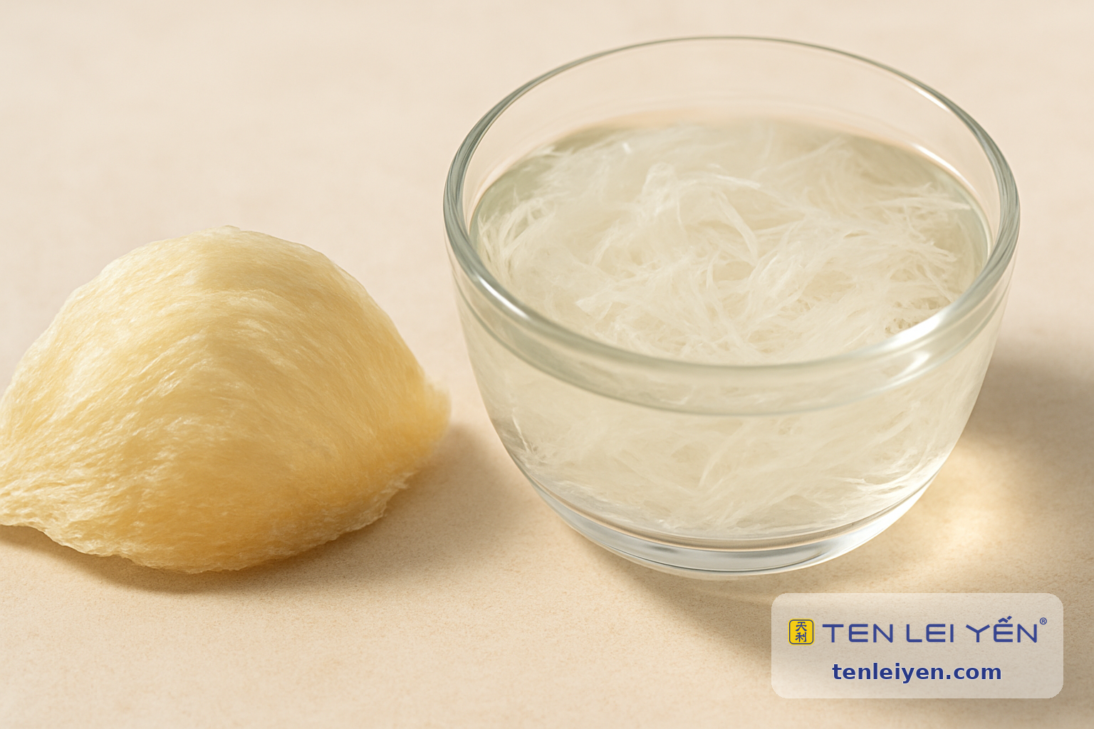 Close-up of an authentic dried edible bird's nest beside soaked nest in clear water