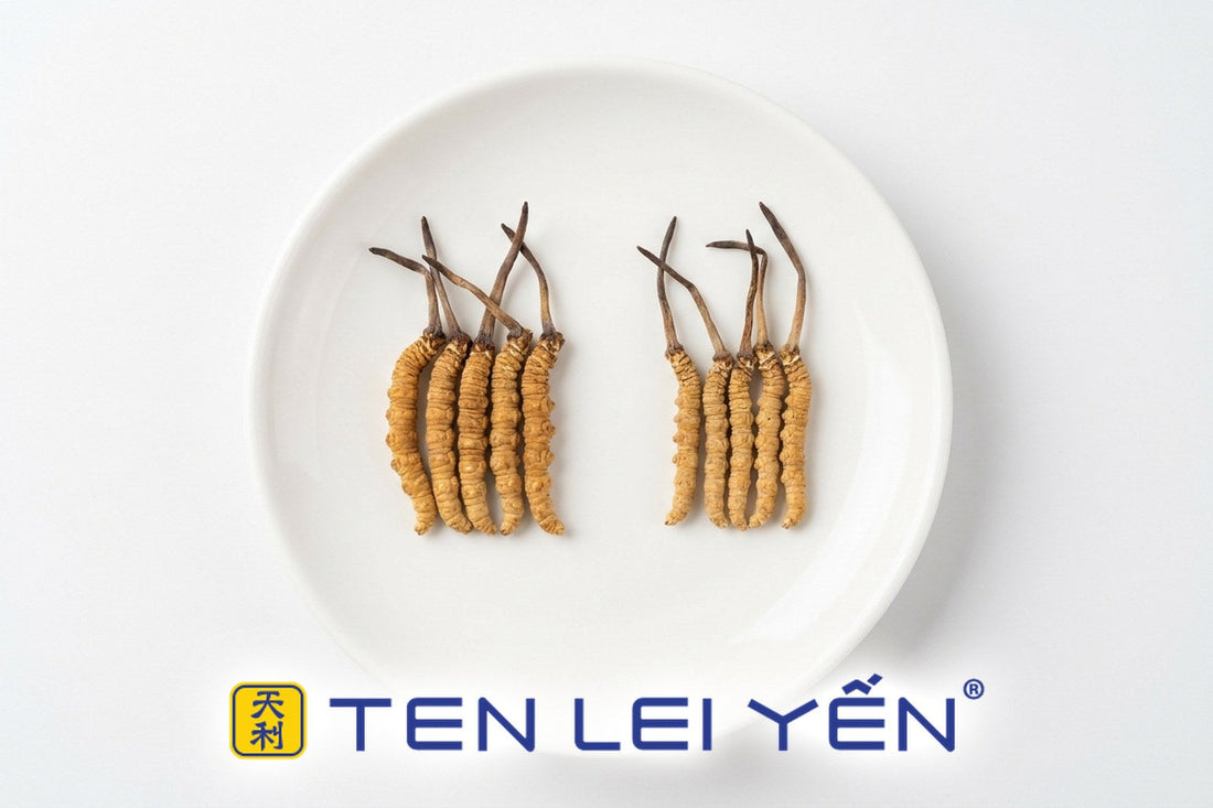 Wild Cordyceps sinensis pieces from different Tibetan plateau regions compared side by side on white porcelain