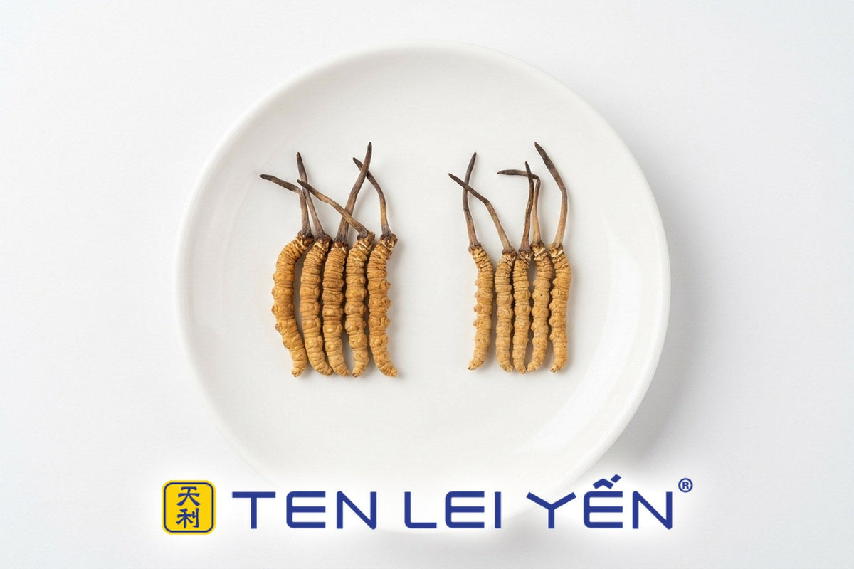 Wild Cordyceps sinensis pieces from different Tibetan plateau regions compared side by side on white porcelain