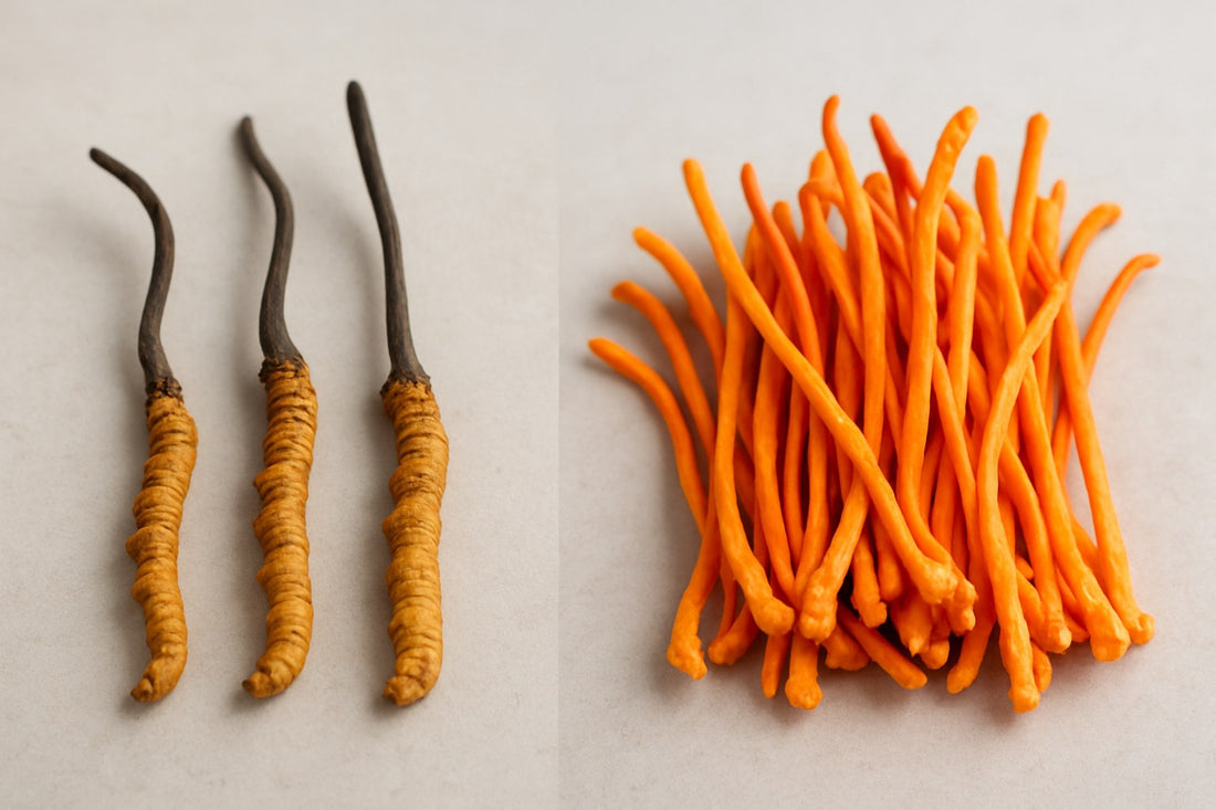 Side-by-side comparison showing wild Cordyceps sinensis caterpillar-and-stalk form on the left and bright orange Cordyceps militaris finger stalks on the right