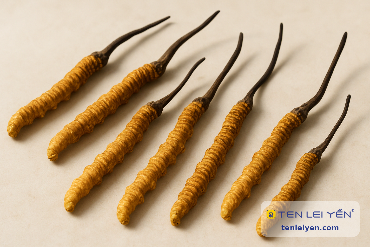 Authentic whole dried Cordyceps sinensis specimens