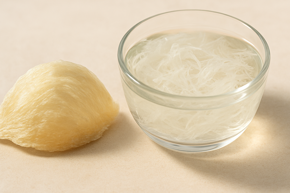 Close-up of an authentic dried edible bird's nest beside soaked nest in clear water