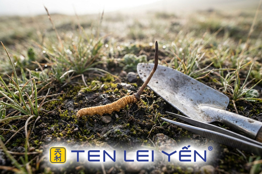 A wild Cordyceps sinensis specimen on plateau soil beside a small hand tool and tweezers