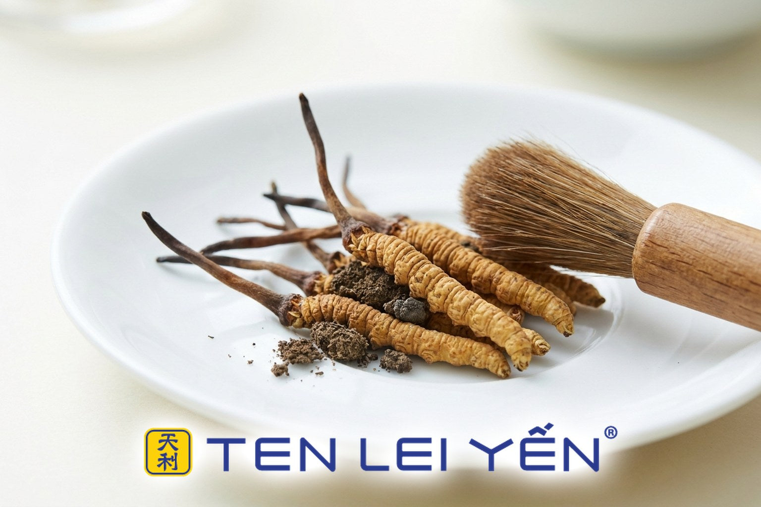 Wild Cordyceps sinensis pieces with natural soil on a white porcelain dish beside a soft brush