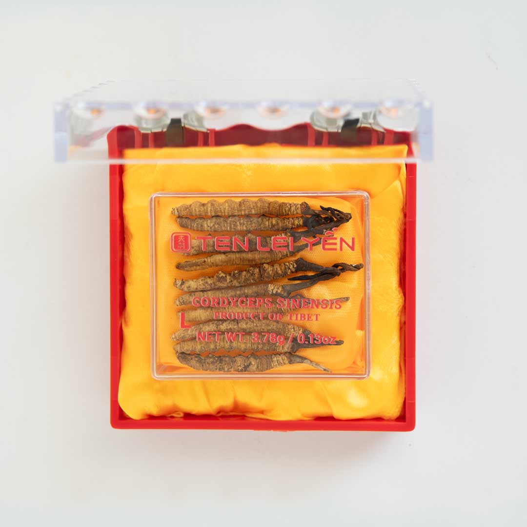 Cultivated Cordyceps Sinensis Large 3.78 Grams