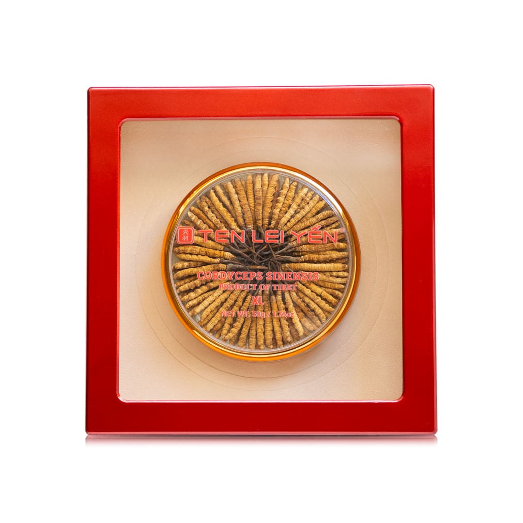 Cultivated Cordyceps Sinensis Tibet | Extra Large | 50 Grams